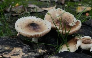 �S�Ē��R�����T�����g�������L(f��ng)���ڵȴ�