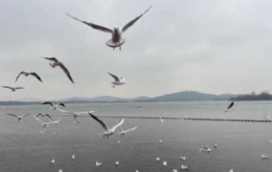 �z�ѷ������t���t�����w�裡�e�e�^��߅�Ķ��շՇ�