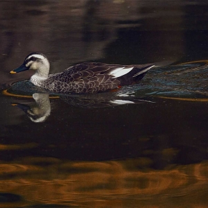 ���@�ĵ�һ����Ƭ��������Ȼ��߮�Į���