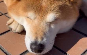 �ɐ�˲�g��С����Ȼ������o�oӛ��@һ��