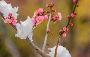 ���죬��ꎌ���ӭ��ѩ���