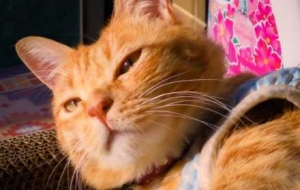 �S�ģ�ץס����ꖹ⣡�s�o��؈���ӳ�����