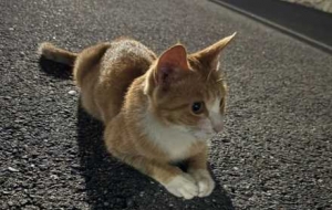 ·���S�C��׽С؈��������ë�]����