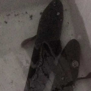 �������ץ�˰����~���K�ڿ��ԓPü��һ�ѣ�����~����