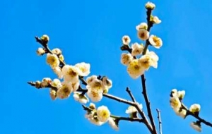 ����÷�@�p����÷���h�㣡��ؓ(f��)�������´�