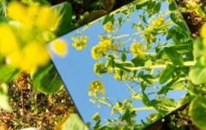 �ܲ��봺����ꎽ�������