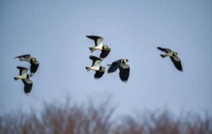 �������� �P�^���u�F���S����з��