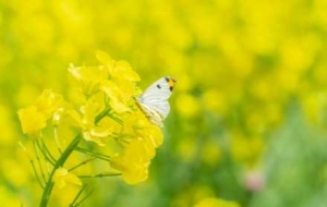 ���l������Ͳ˻�����ȥ