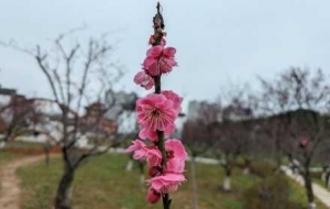 ף��÷�@�����r����ǧ��÷�����㸡�Ӵ����