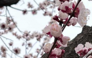 ����ˮů����֪��ɢ���p�������r