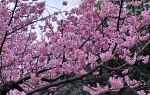 �򿨶����Եęѻ���������۱M��һƬƬ����