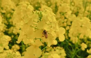 �֙C�S�ģ��Ͳ˻��_�ɺ����N�����Sһ�[�o��