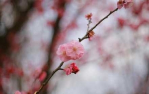 �S���ģ����ǔ�֦÷�����а���������