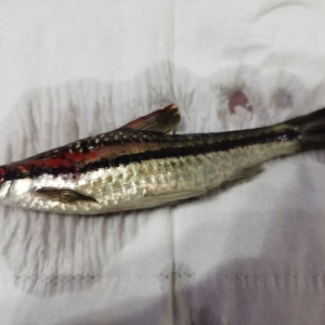 ����ǰ�I��20�lһü���������һ�lҲ����