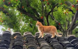 �������ã��̺��{�죡С؈�����������