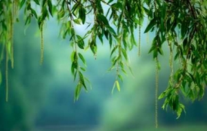 ���Η����w�����Єӣ�