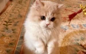 �����˽��R������һ�ڣ�ë����ܛ����